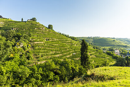 appellation Condrieu - Clos Boucher - vignoble 