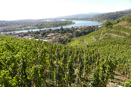 appellation Condrieu 