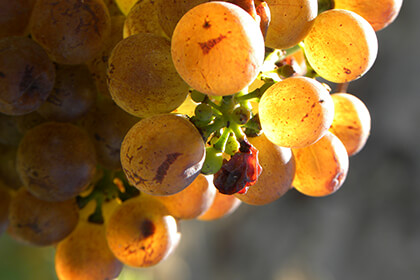 appellation Condrieu - raisin cépage viognier 