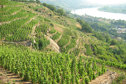 vignoble en pente Condrieu 