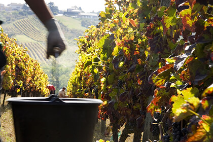 Vignoble Yves Cuilleron - appellation Condrieu 