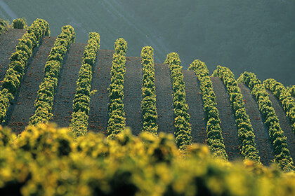 Côtes du Rhône 