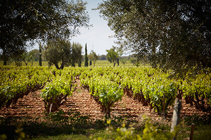 Côtes du Rhône