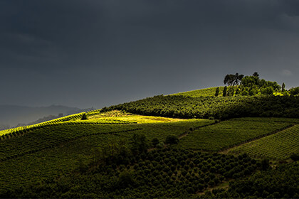 Barbaresco wines