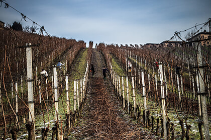 Barbaresco wines