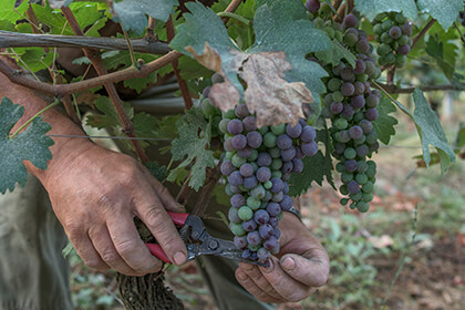 Barbaresco wines