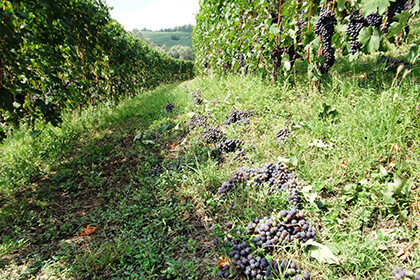Barolo vineyard