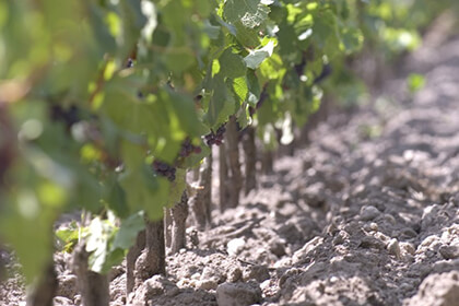 The Margaux soil at Chateau Siran in the Margaux appellation