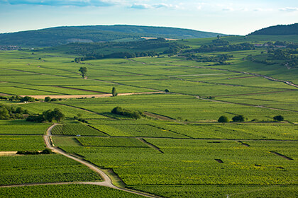 Die malerischen Weinberge von Meursault Bourgogne