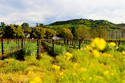 Napa Valley wines