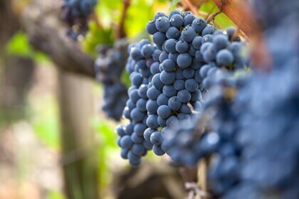 Pauillac
