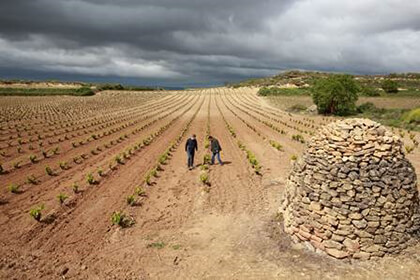 La Rioja vineyard