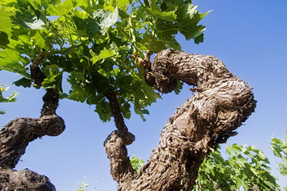 La Rioja vines