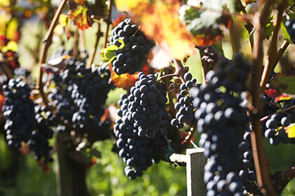 Merlot grapes in Saint-Emilion wine