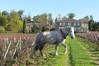 A draft horse in the vineyards of Saint-Emilion wine