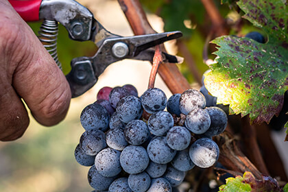 Merlot grape harvest in Saint-Emilion wine