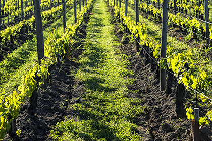 The vineyards of Château Canon La Gaffelière in Saint-Emilion wine