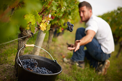 Harvest at Chateau Chauvin in Saint-Emilion wine