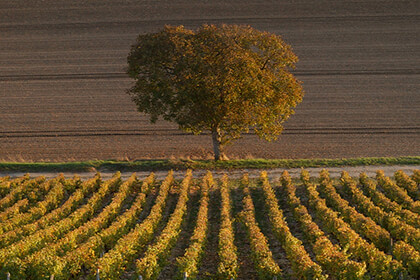 Sancerre