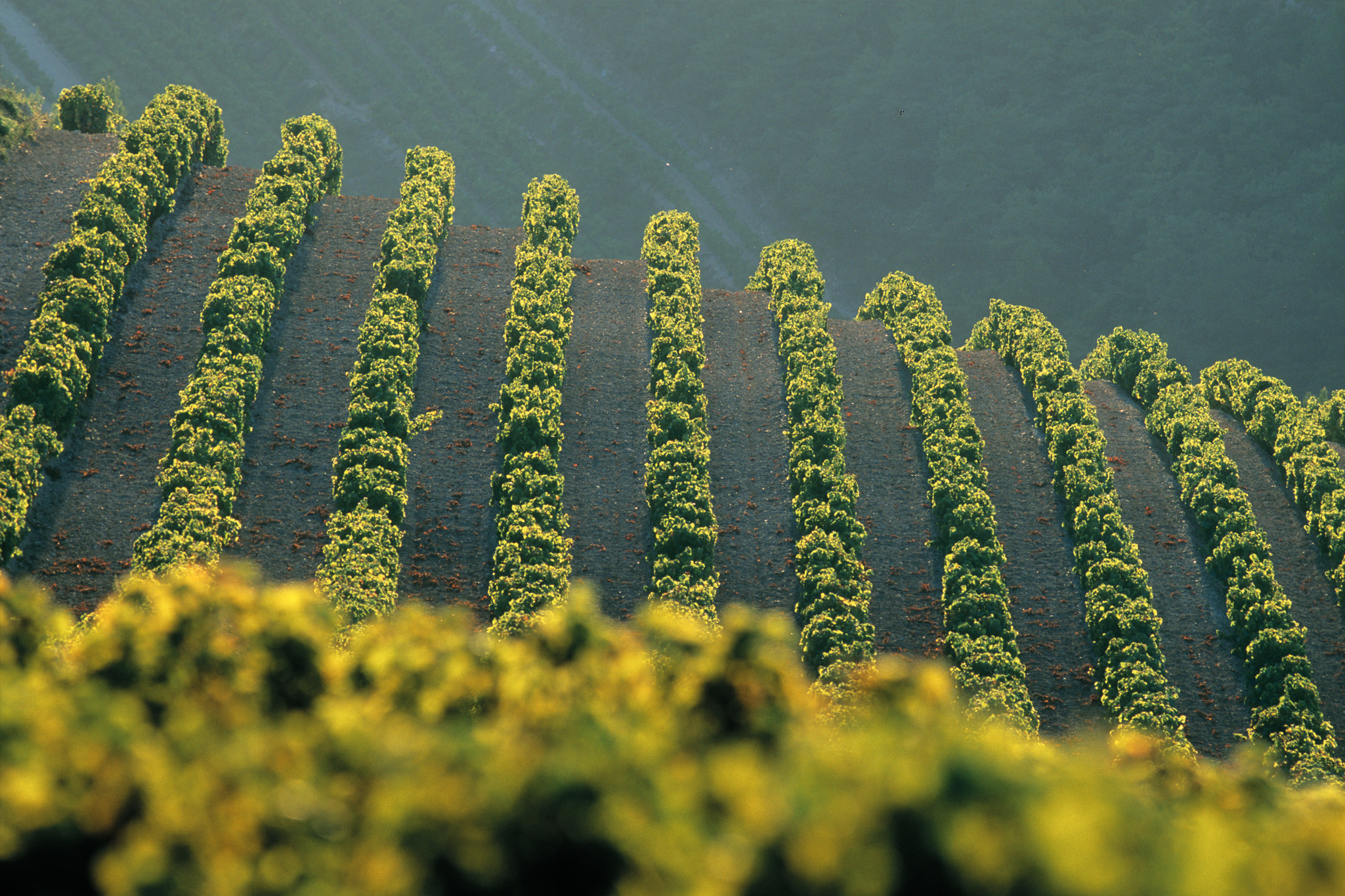 Vignoble de Vacqueyras avec les dentelles de Montmirail dans la Vallée du Rhône sud 