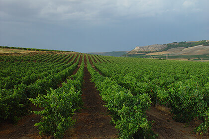 Bodegas Protos