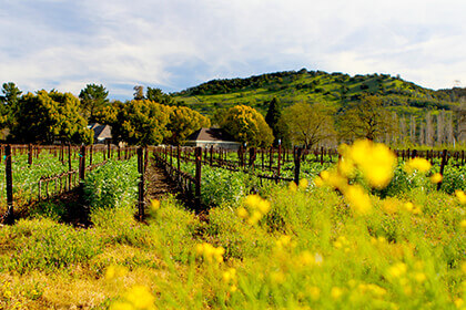 caymus suisun winery