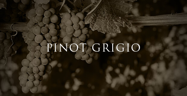 Pinot Grigio wines