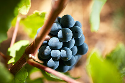 Pinot Noir