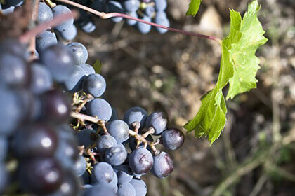 Cabernet Sauvignon grappe