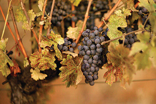 Grappes Cabernet Sauvignon – Monte Bello