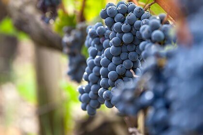 Cabernet Sauvignon grapes at Château Grand-Puy-Lacoste