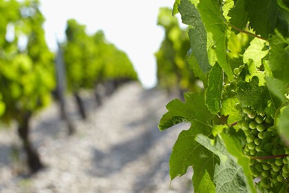 Cabernet Sauvignon vines at Château Grand-Puy-Lacoste