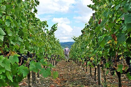 Cépage Cabernet Sauvignon