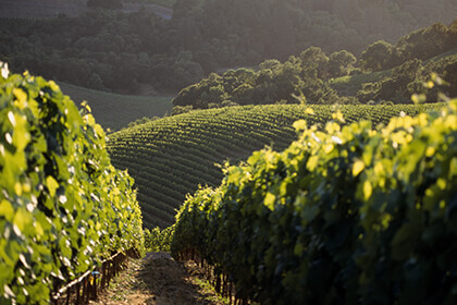 Harlan Estate vineyards, Cabernet Sauvignon vines