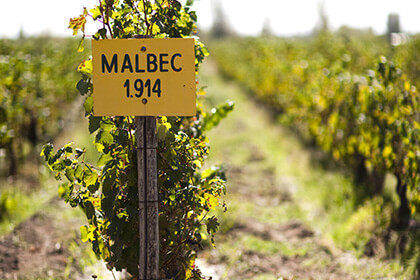 Malbec wine