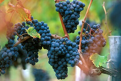  Merlot grapes, Merlot wine grapes