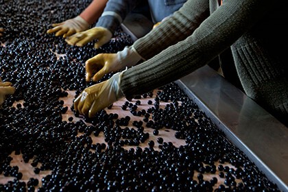 Merlot grapes, Sorting grapes at Chateau Smith Haut Lafitte