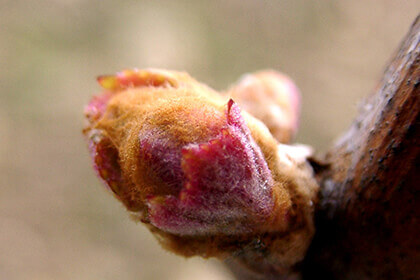 Merlot grapes, A Merlot vine budding