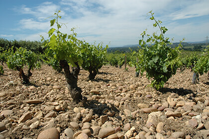 Chateauneuf Du Pape