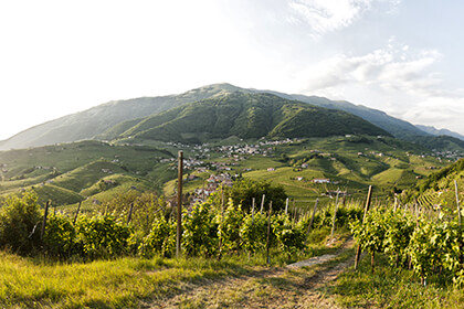 Italian wines, Mattia Mionetto - Bisol