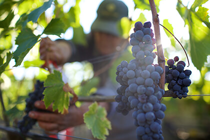 Italian wines, Tenuta Luce della Vite