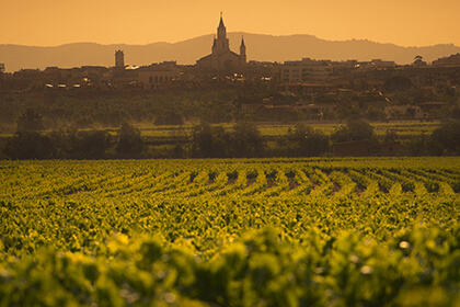 Spanish wine