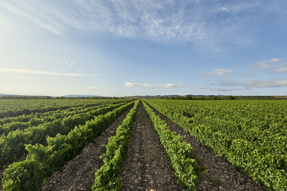 Spanish wine