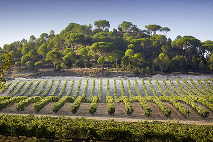 Spanish wine