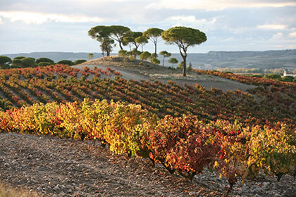 Spanish wine