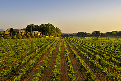 Spanish wine