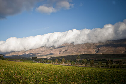 South African wine