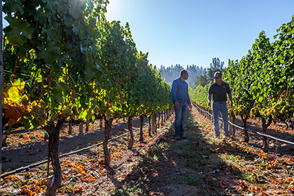 Peter Michel Winery vineyard