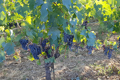 La Serena wine: vineyard