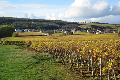 Château de la Maltroye vineyard